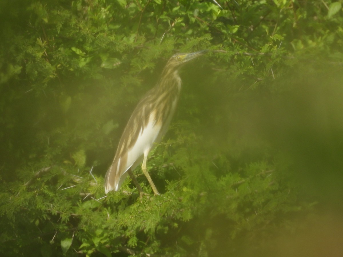 Malagasy Pond-Heron - ML642528263