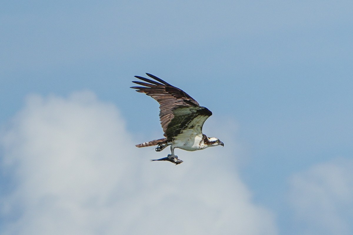 Osprey - ML642528265