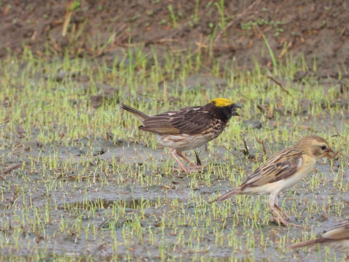 Streaked Weaver - ML642528275