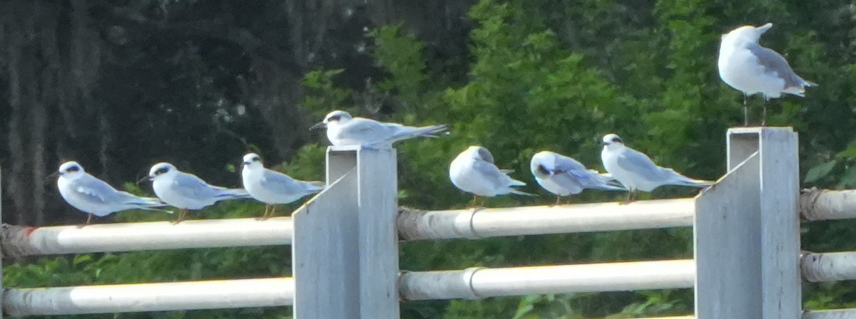 Forster's Tern - ML642528278