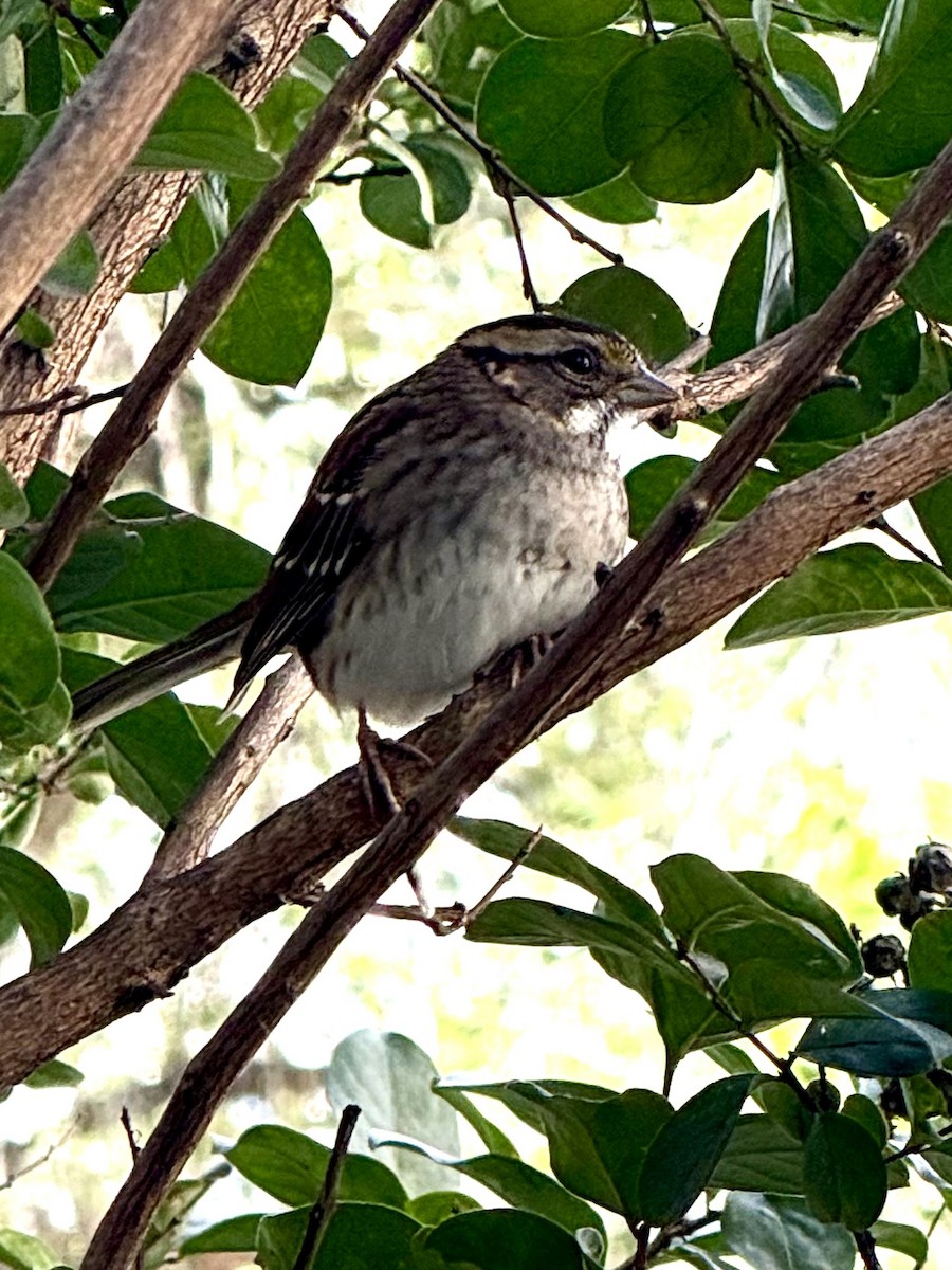White-throated Sparrow - ML642528280