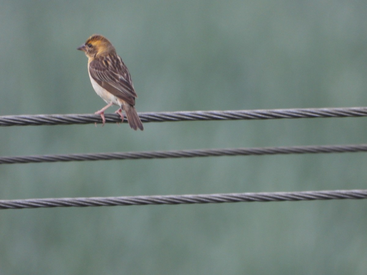 Baya Weaver - ML642528287