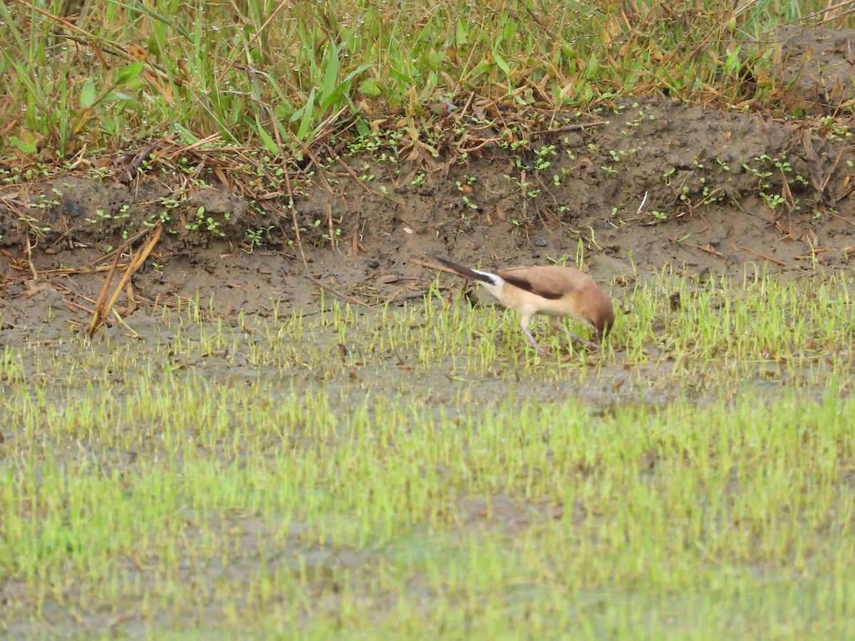 Indian Silverbill - ML642528305
