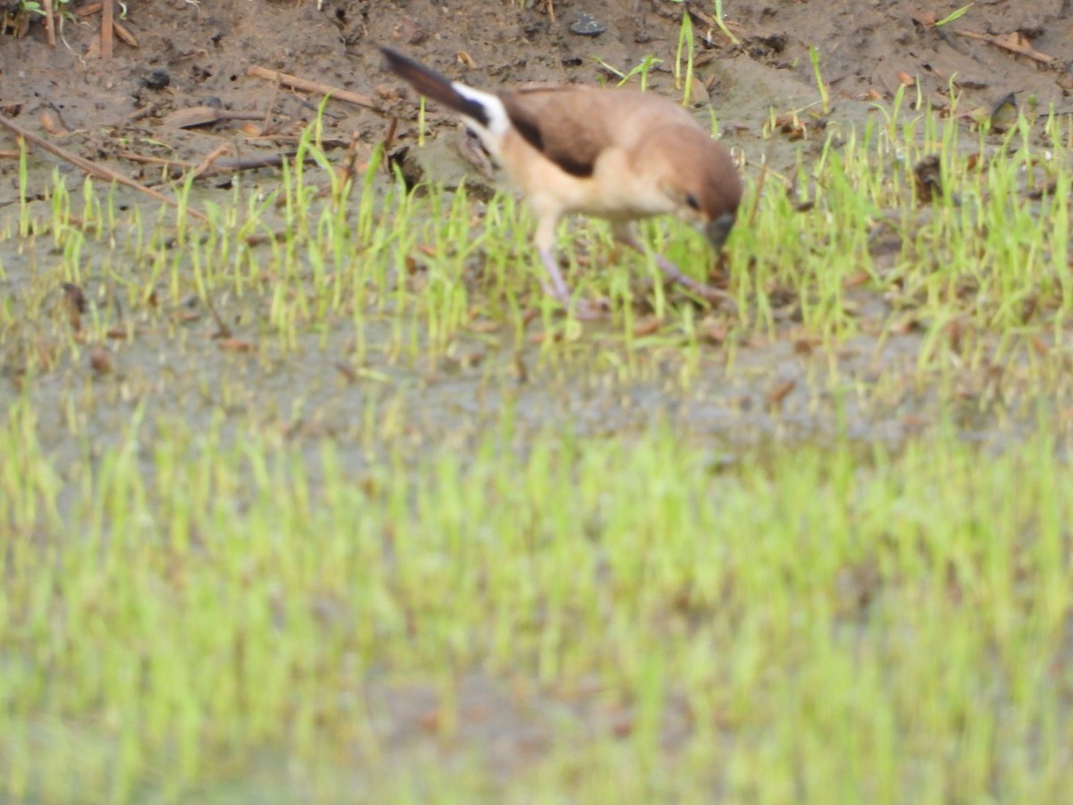 Indian Silverbill - ML642528306