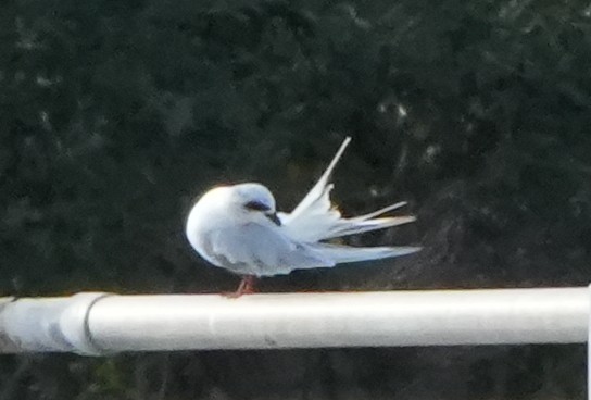 Forster's Tern - ML642528313