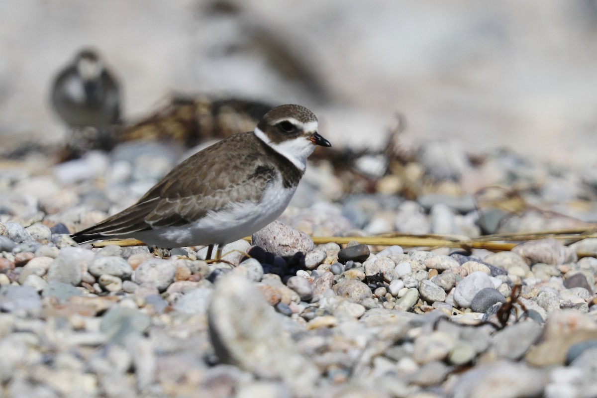 Semipalmated Plover - ML642528346
