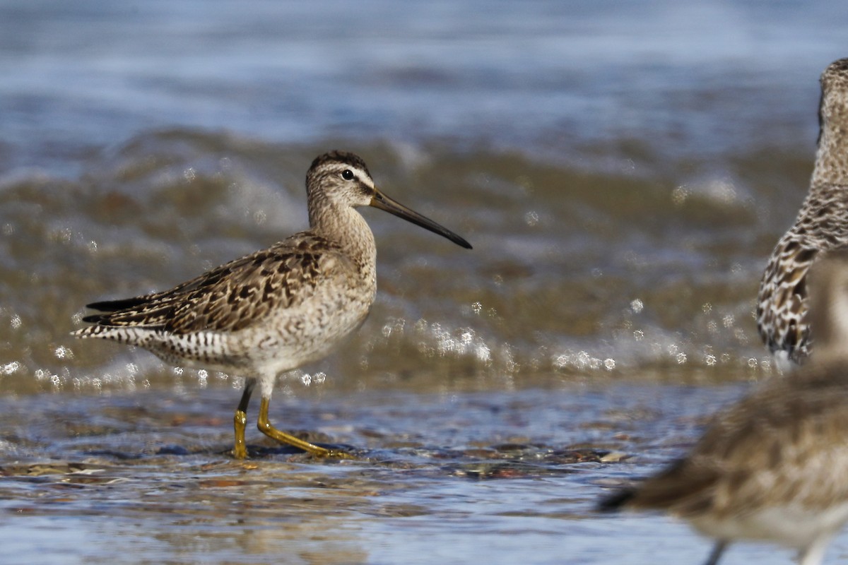 Short-billed Dowitcher - ML642528360