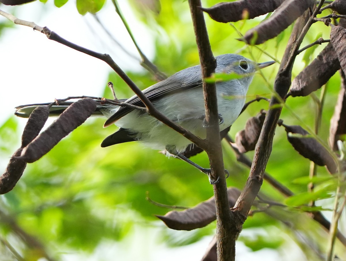 Blue-gray Gnatcatcher - ML642528364