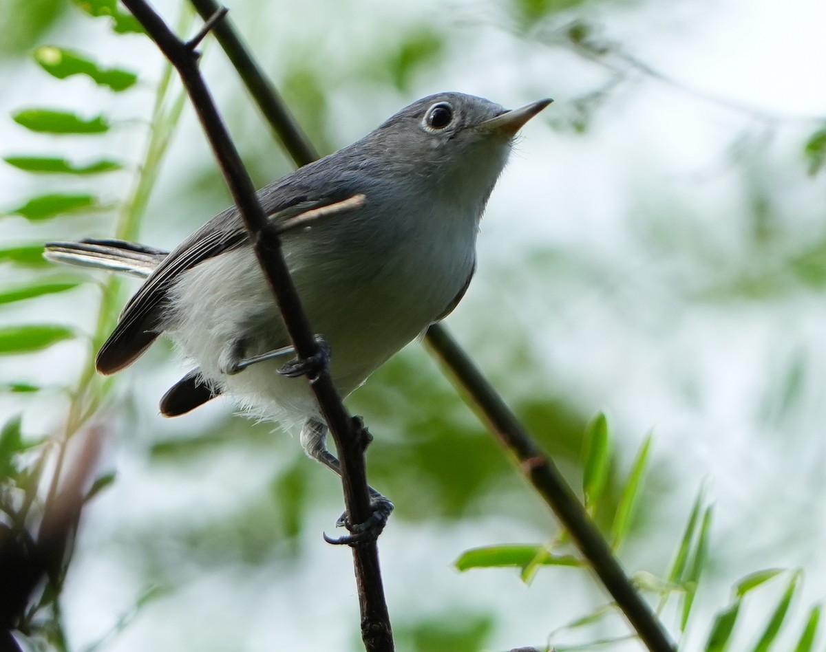 Blue-gray Gnatcatcher - ML642528374