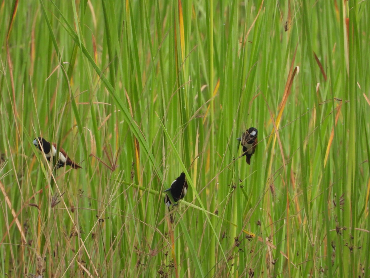 Tricolored Munia - ML642528385