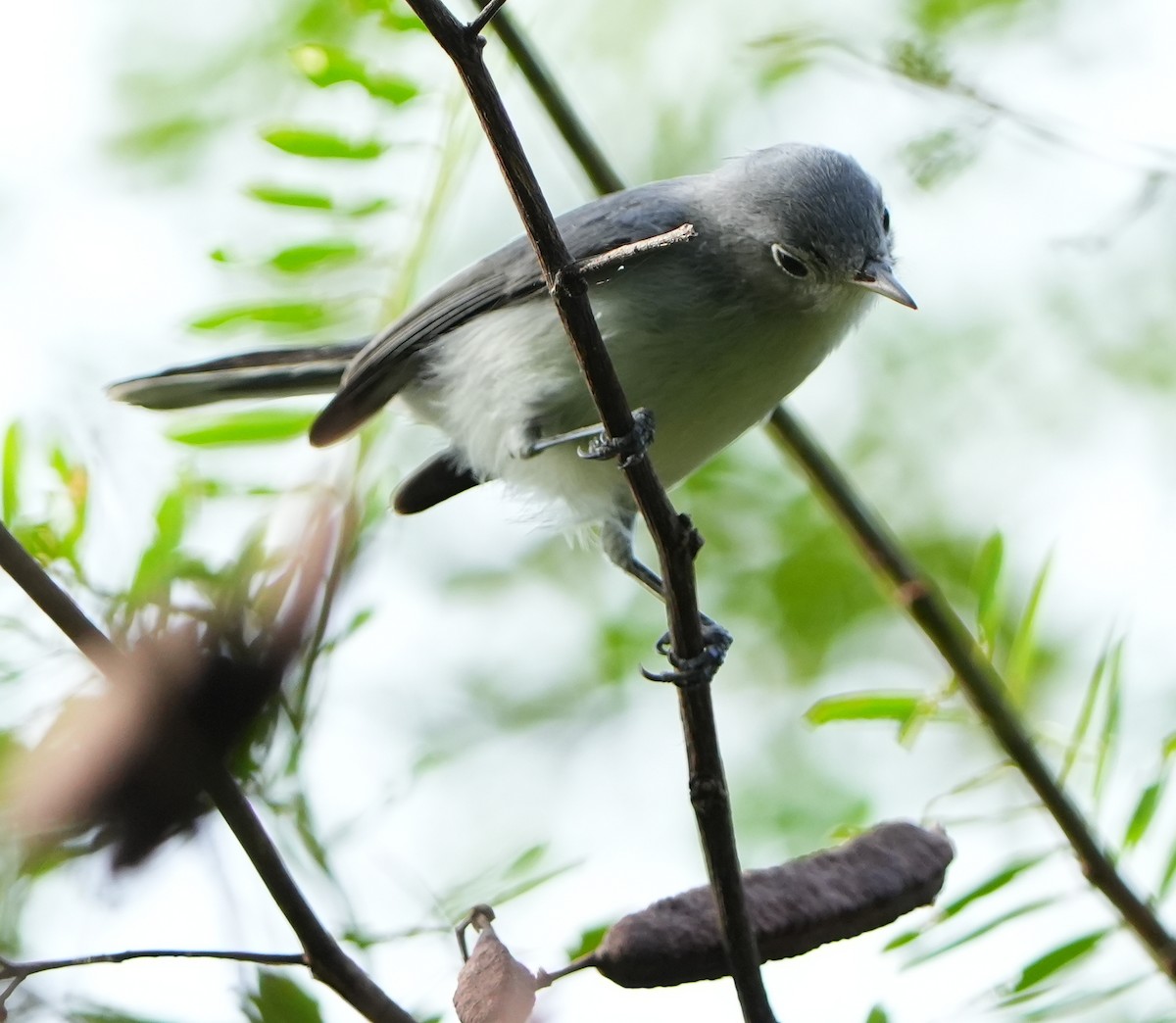 Blue-gray Gnatcatcher - ML642528390