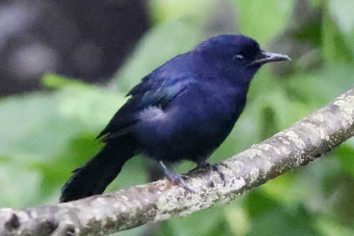 Black Catbird - ML642528401