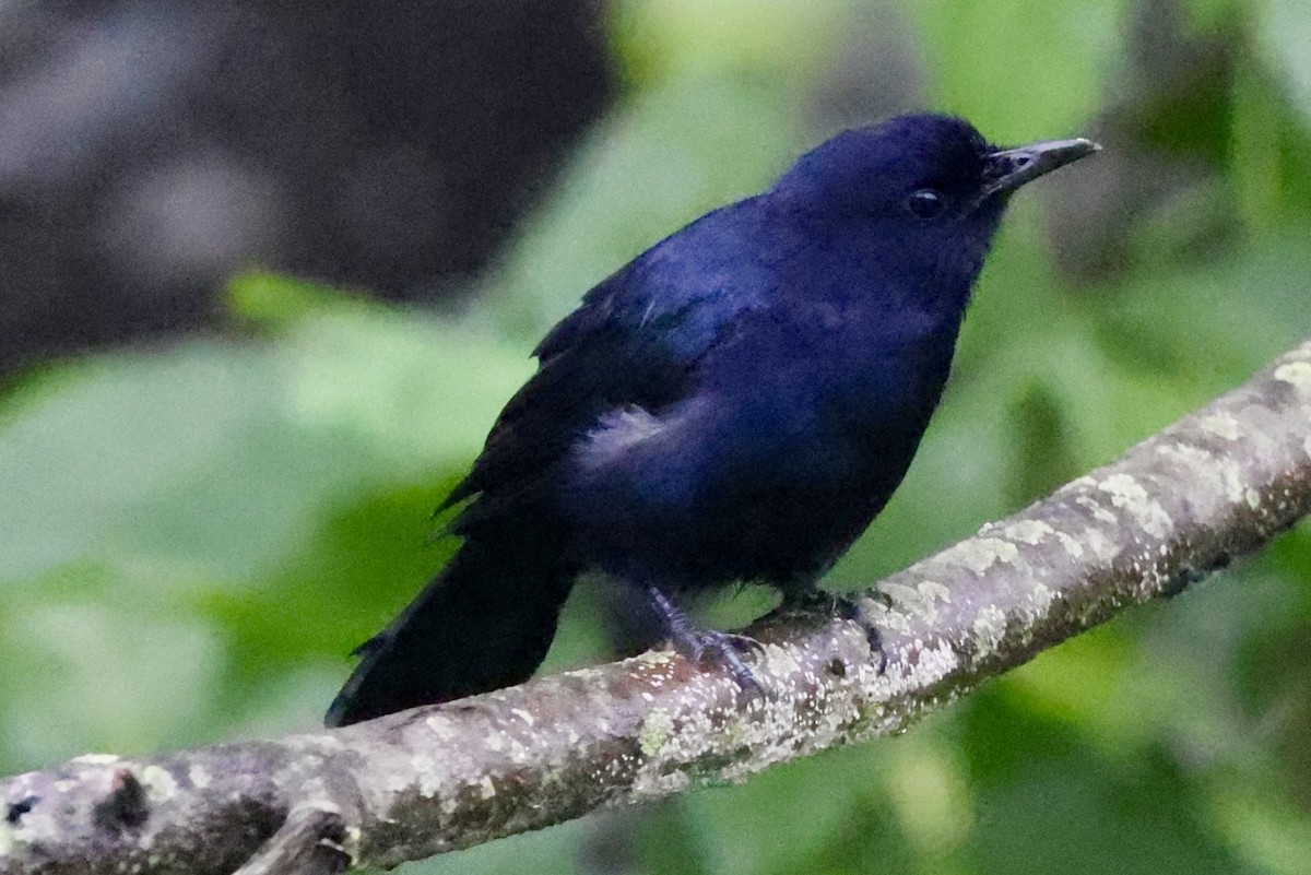 Black Catbird - ML642528402