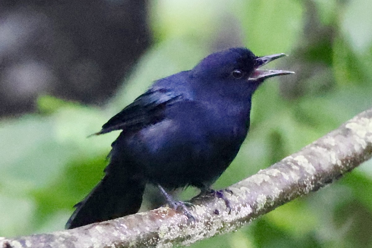 Black Catbird - ML642528403