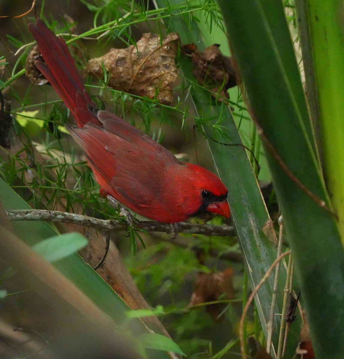 Northern Cardinal - ML642528427
