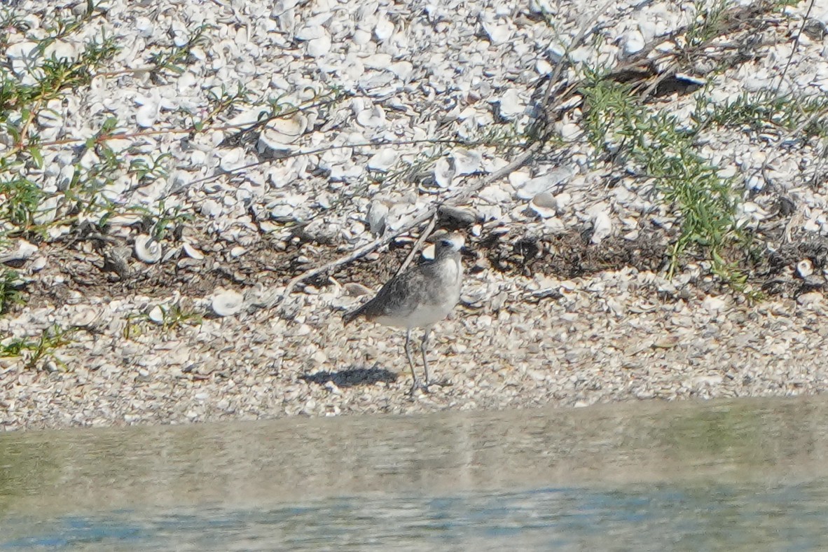 Black-bellied Plover/golden-plover sp. - ML642528449