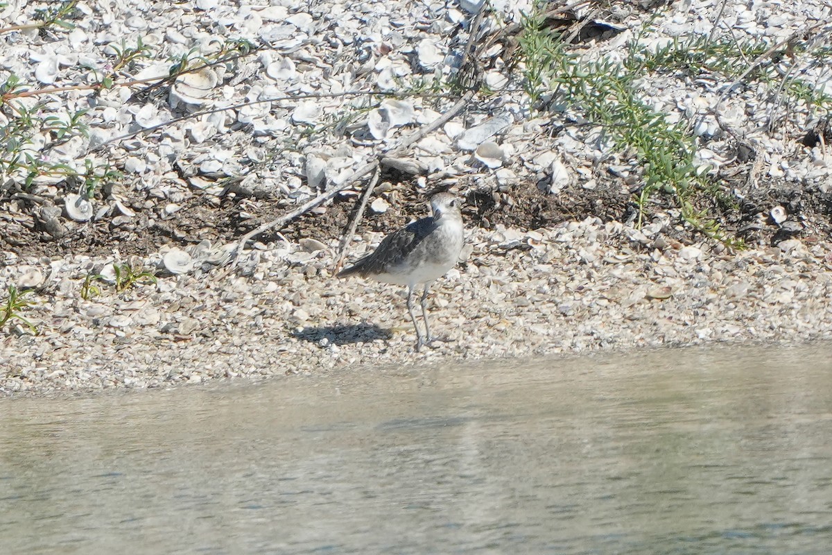 Black-bellied Plover/golden-plover sp. - ML642528450