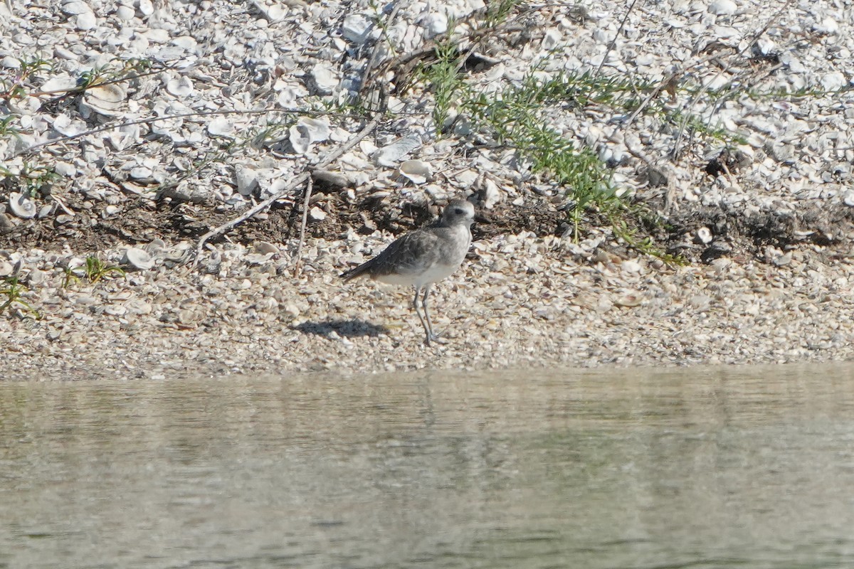 Black-bellied Plover/golden-plover sp. - ML642528451