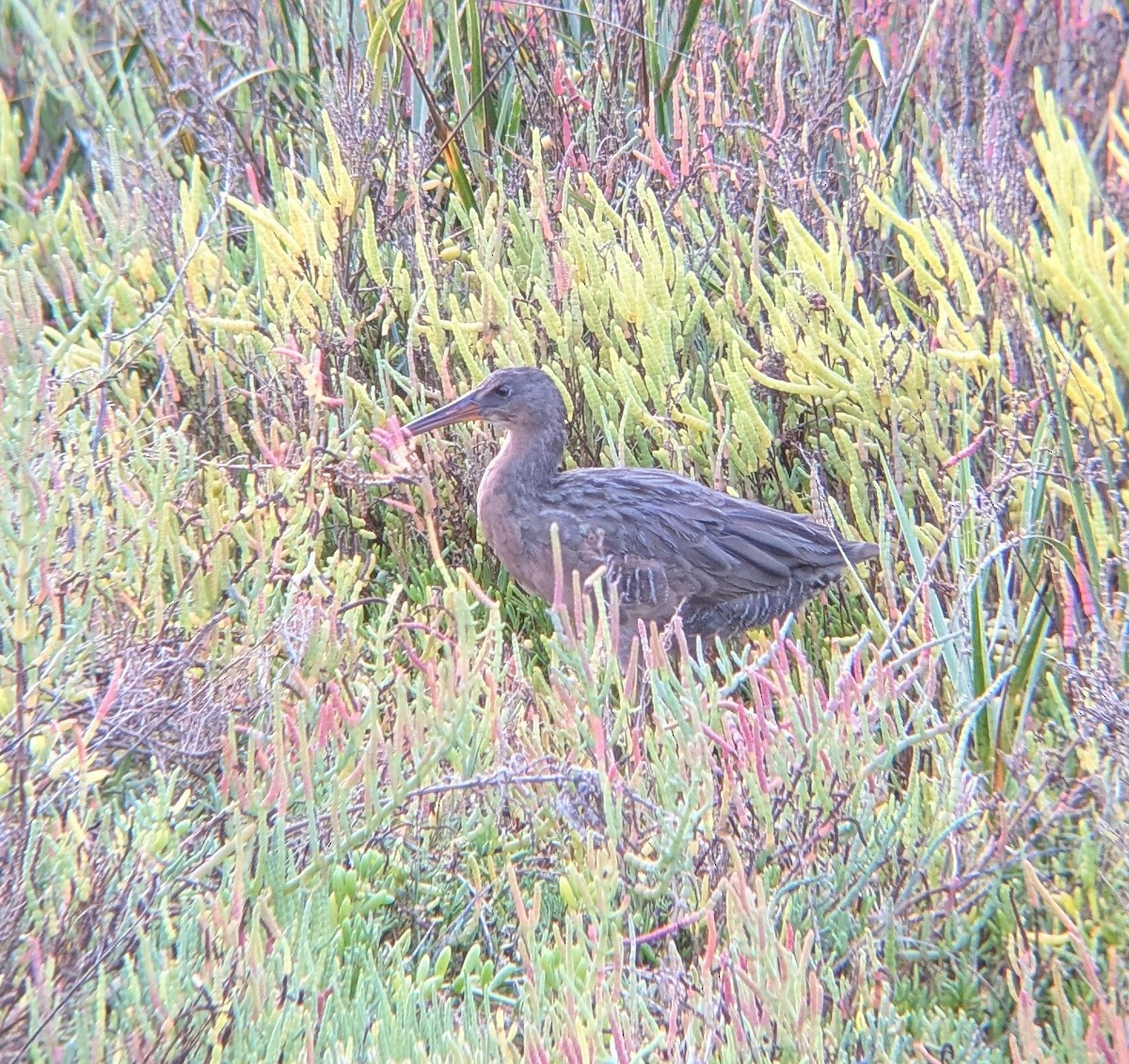 Ridgway's Rail (Light-footed) - ML642528467