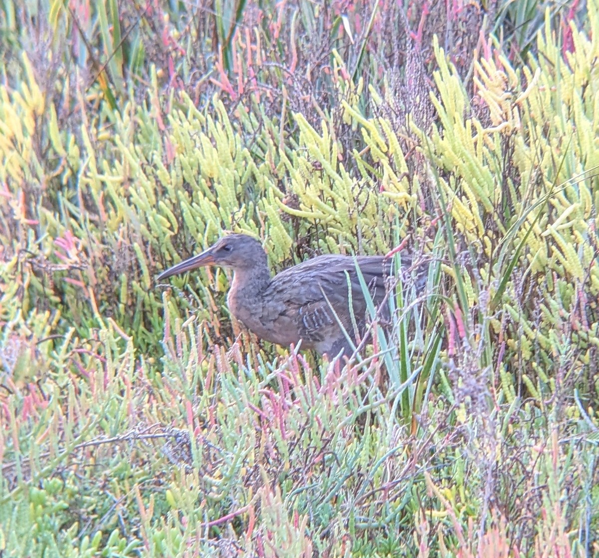 Ridgway's Rail (Light-footed) - ML642528468