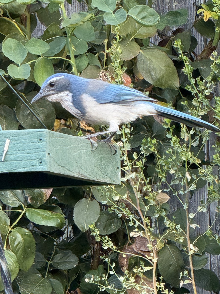 California Scrub-Jay - ML642528476