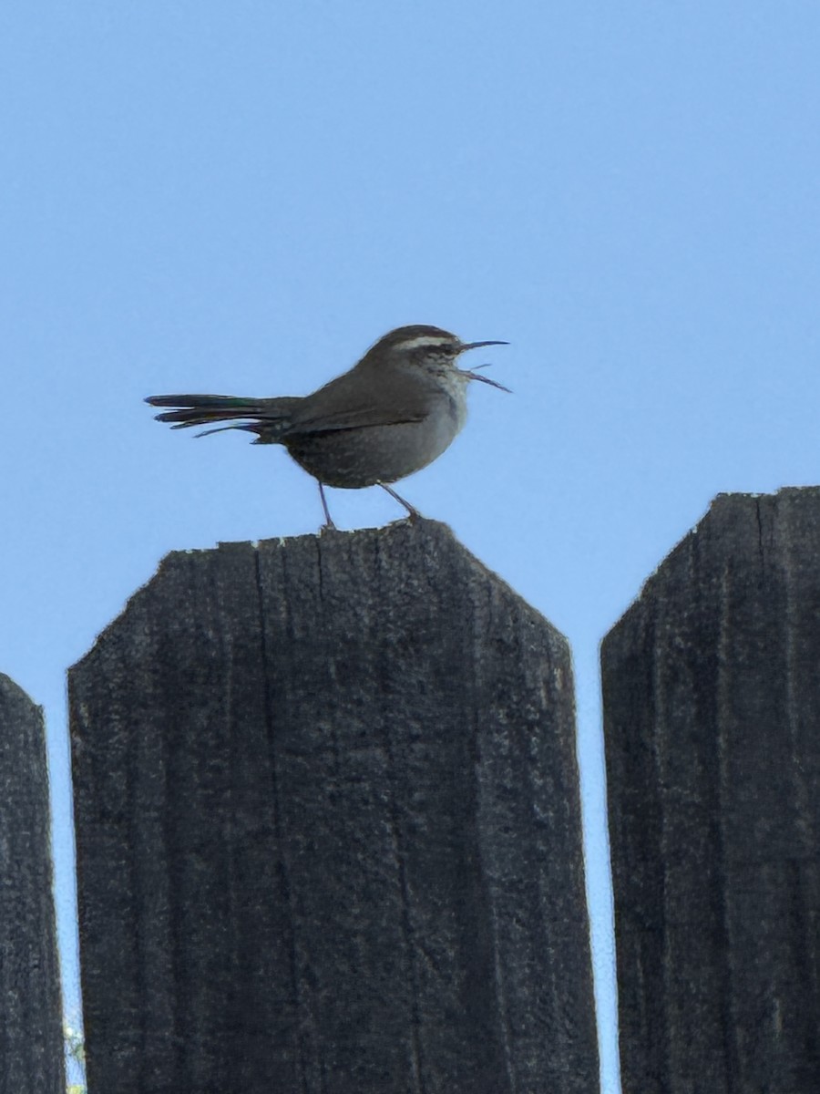 Bewick's Wren - ML642528492