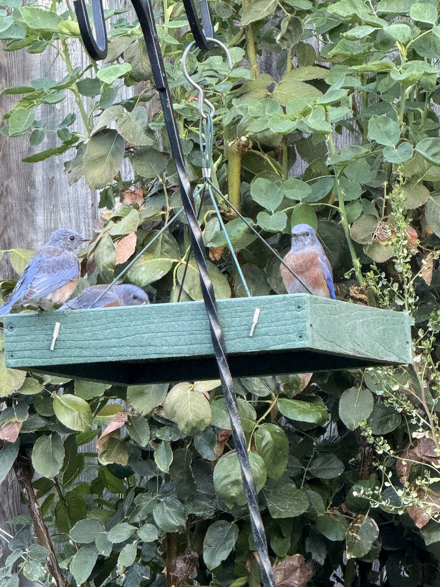 Western Bluebird - ML642528523