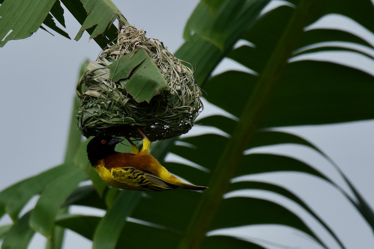 Golden-backed Weaver - ML642528536
