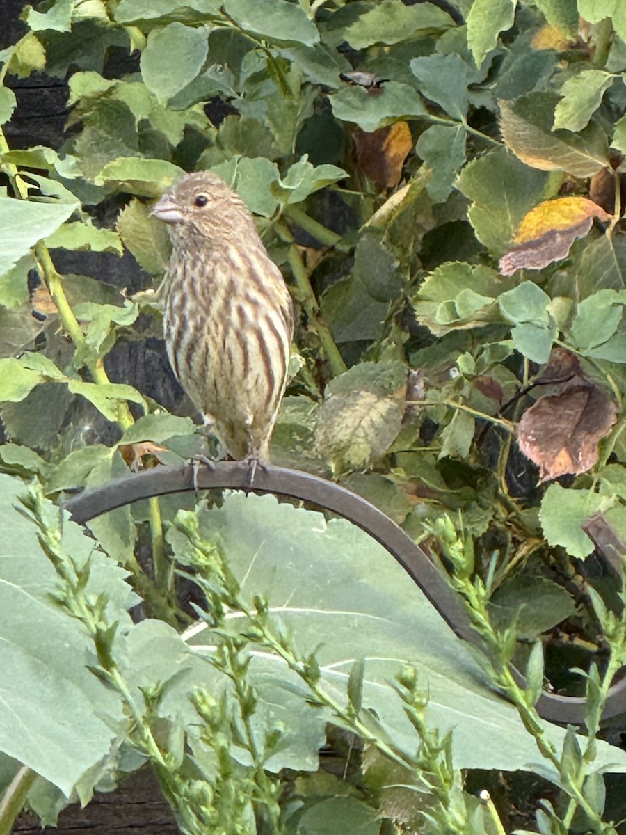House Finch - ML642528553