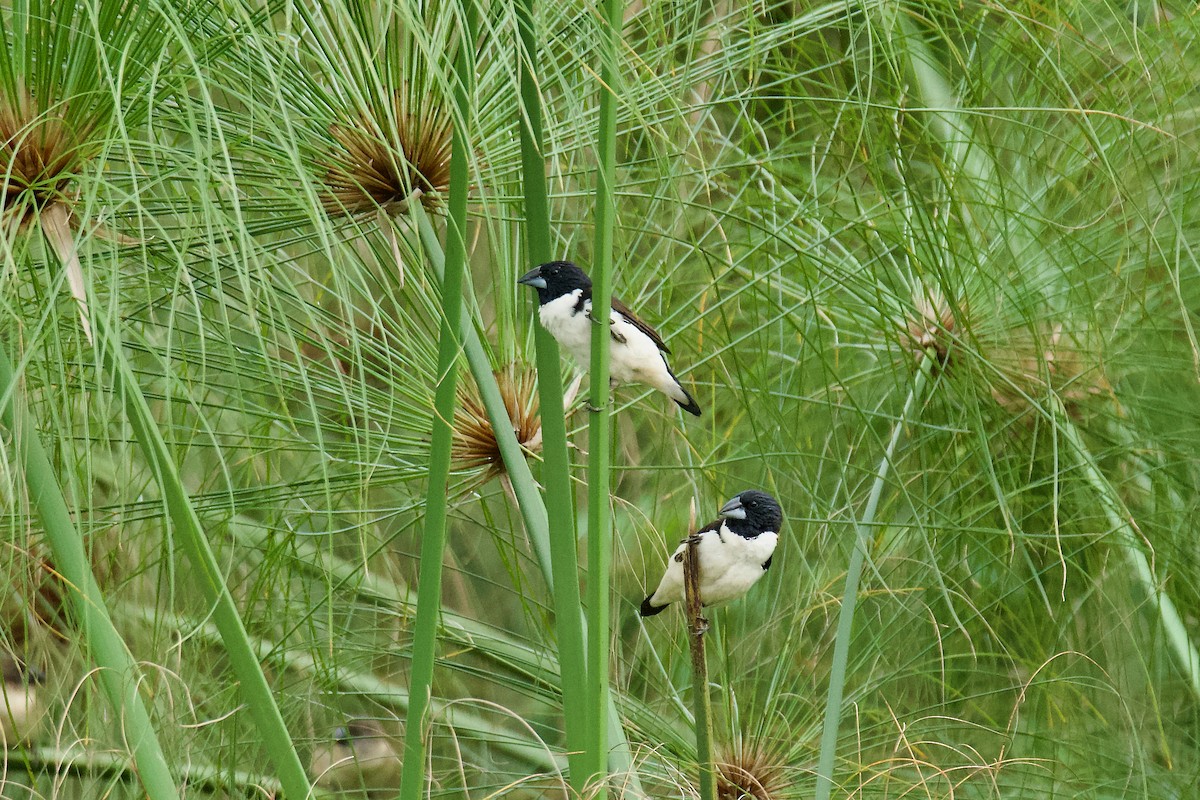 Capucin pie - ML642528555