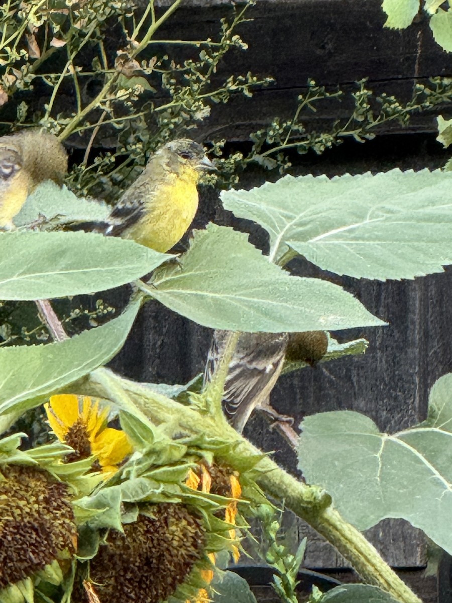 Lesser Goldfinch - ML642528578