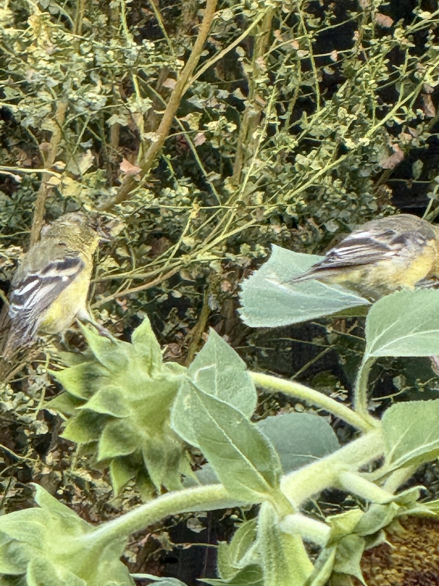 Lesser Goldfinch - ML642528579