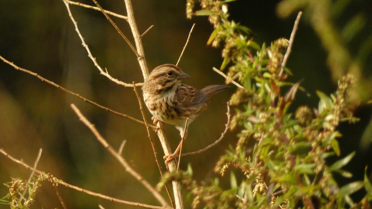 Song Sparrow - ML642528591