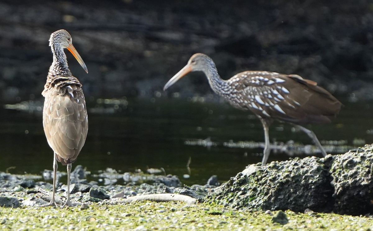Limpkin - ML642528615