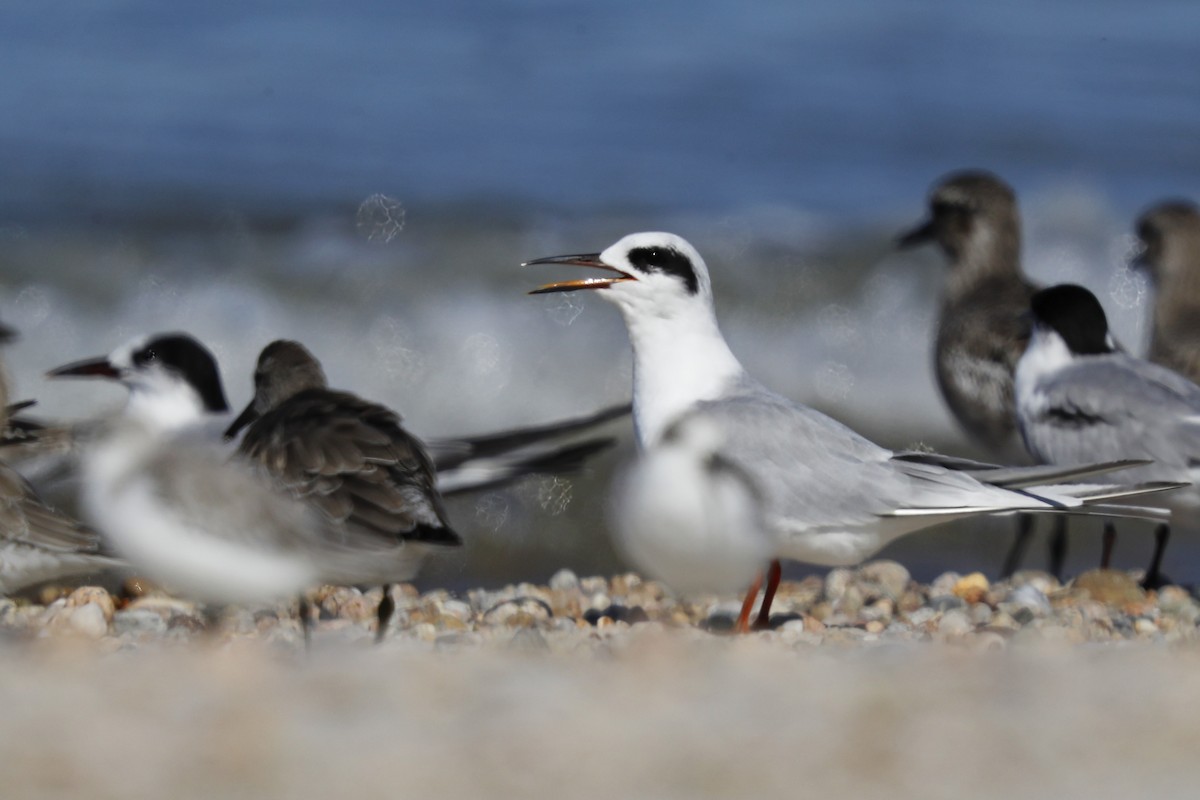 Forster's Tern - ML642528637