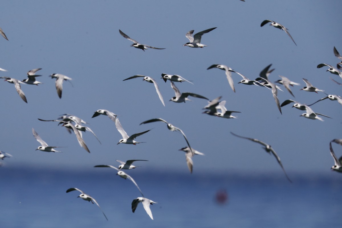 Forster's Tern - ML642528638