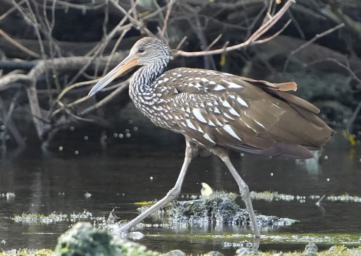 Limpkin - ML642528650