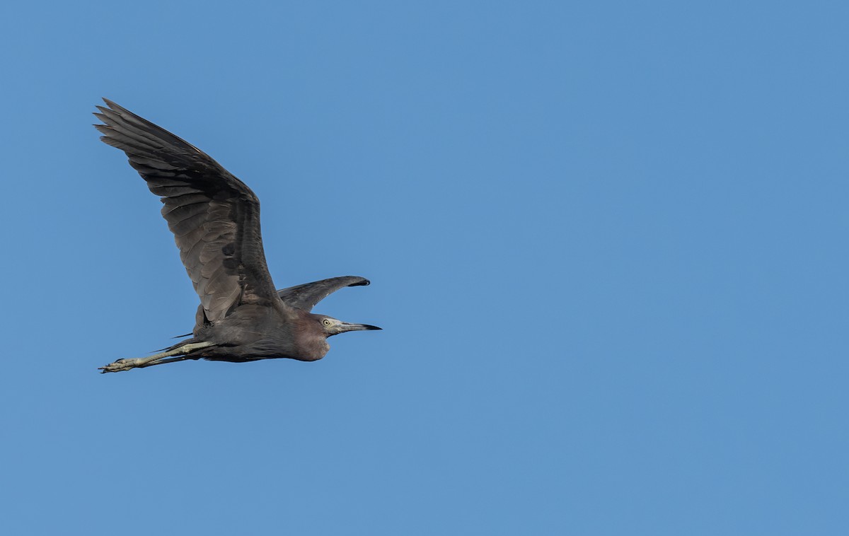 Little Blue Heron - ML642528660