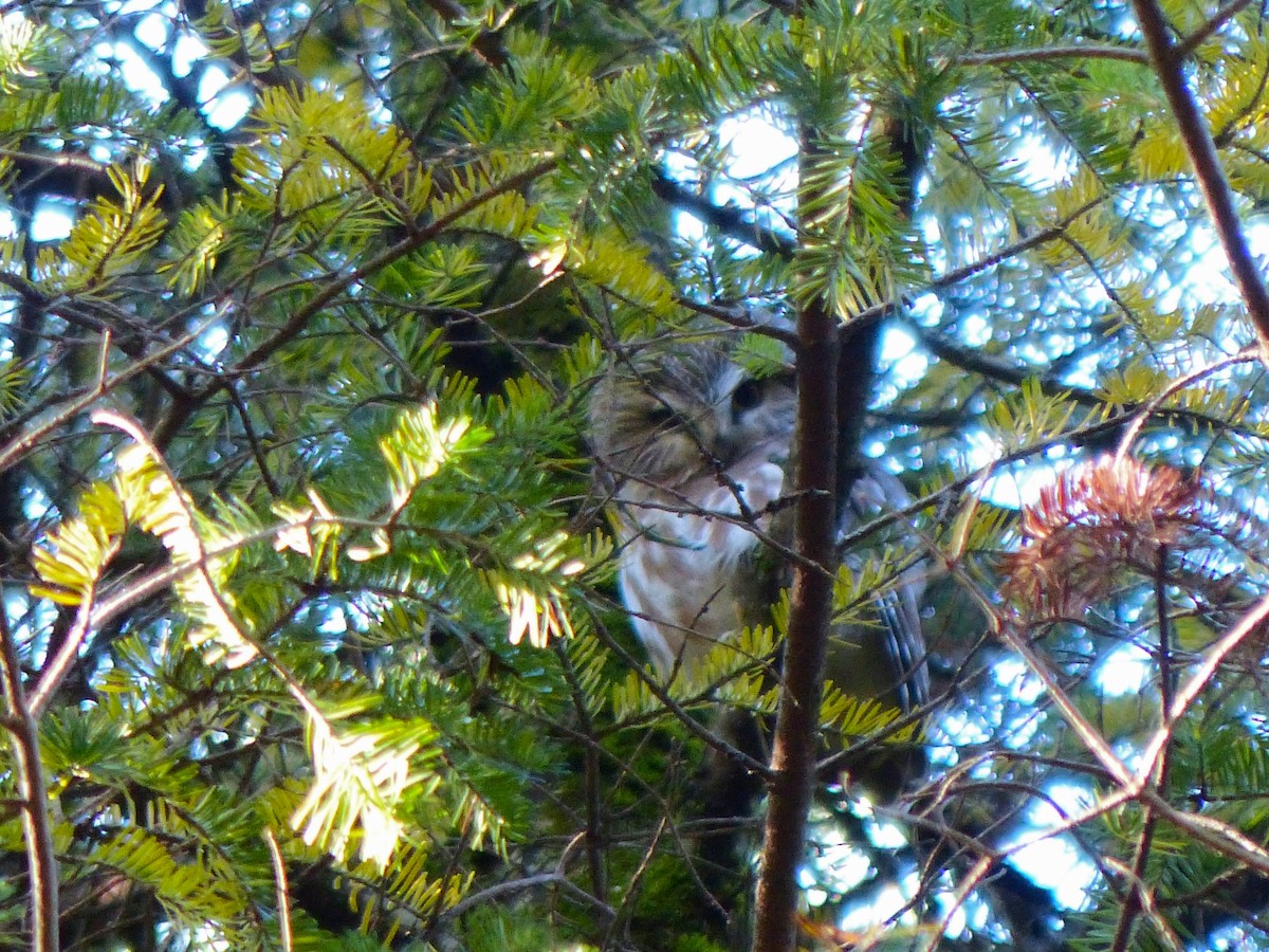 Northern Saw-whet Owl - ML642528664