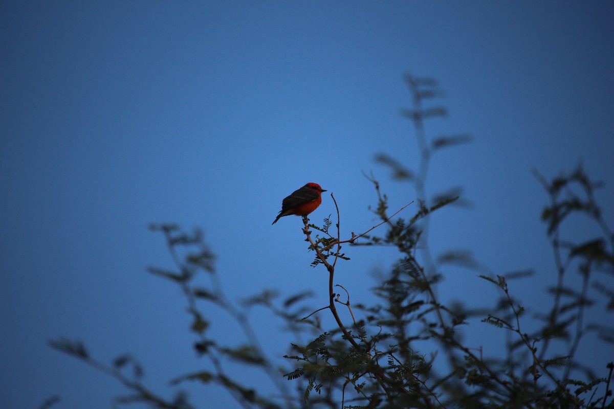 Vermilion Flycatcher - ML642528667