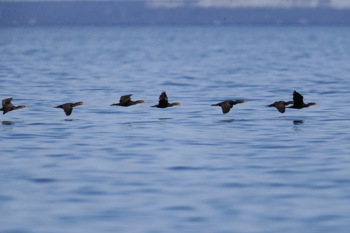 Double-crested Cormorant - ML642528669