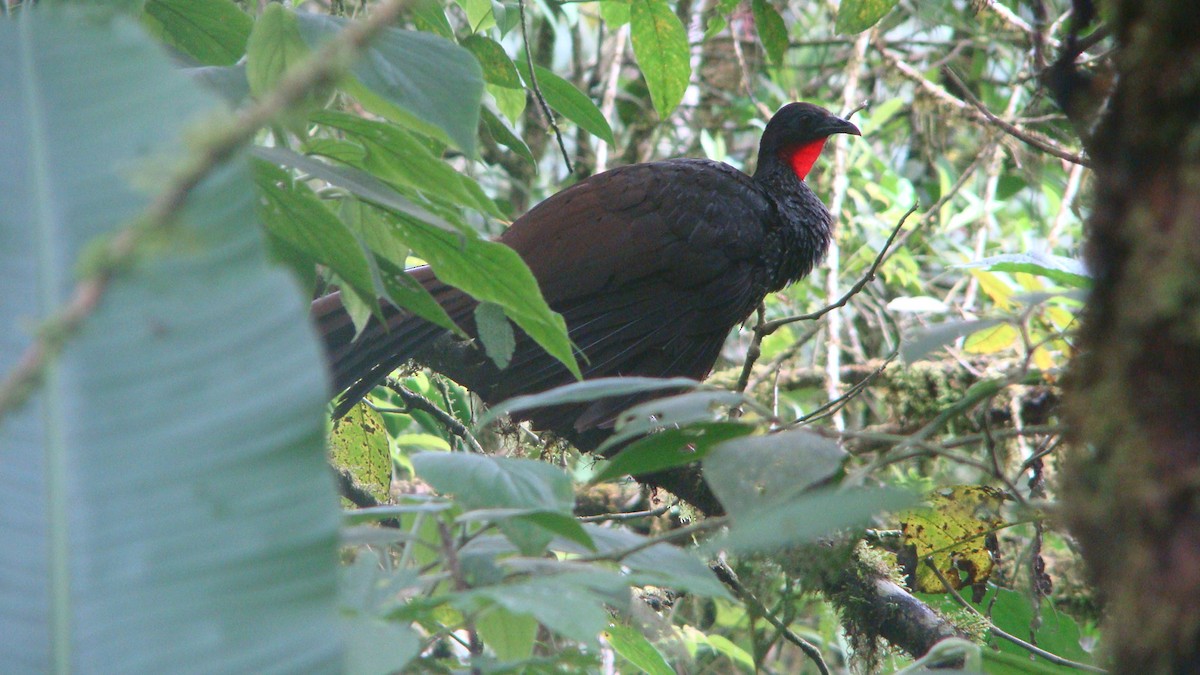 caucahokko - ML642528671