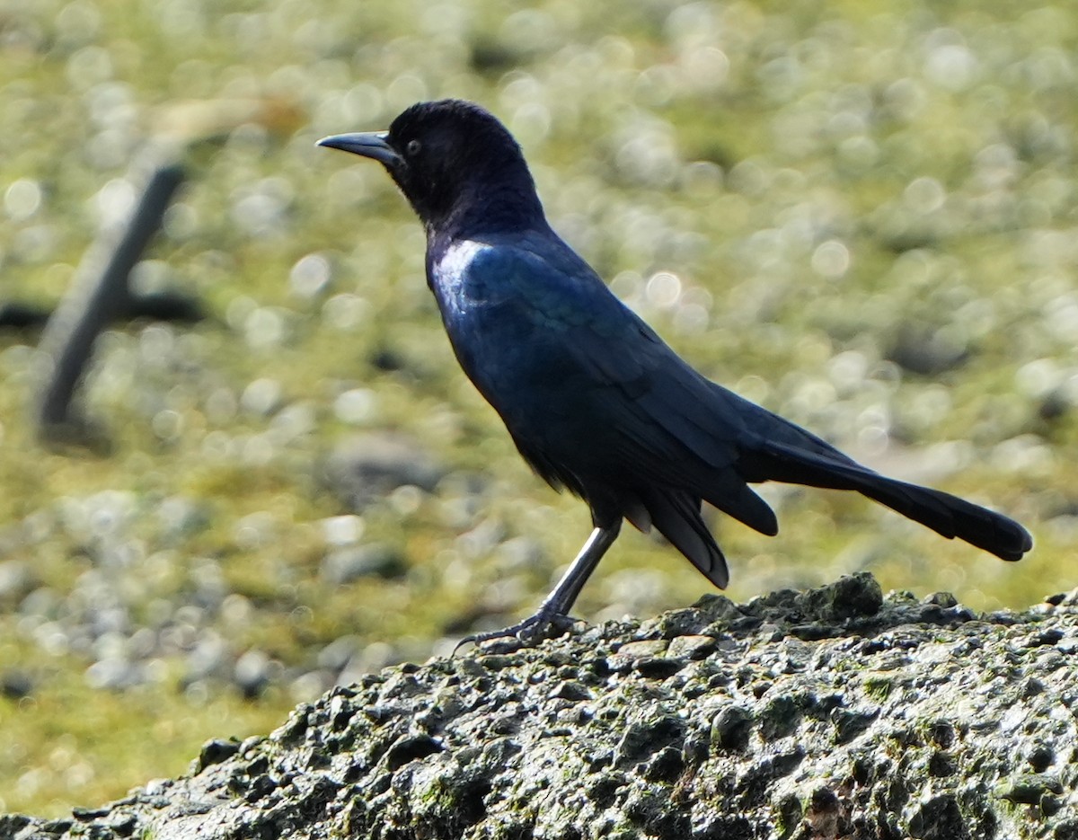 Boat-tailed Grackle - ML642528677