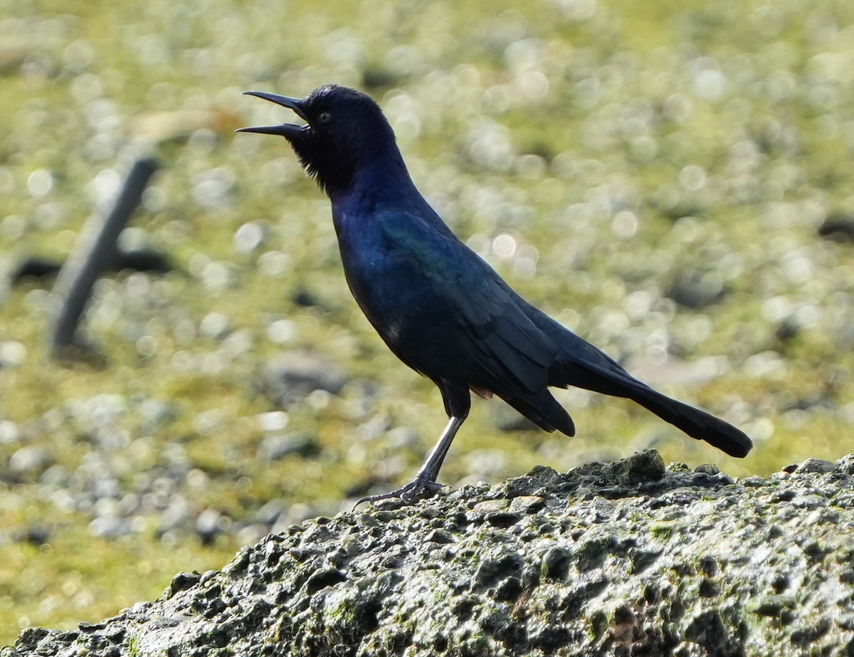 Boat-tailed Grackle - ML642528686