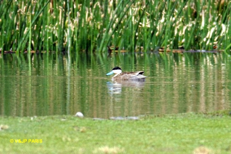 Puna Teal - ML642528694