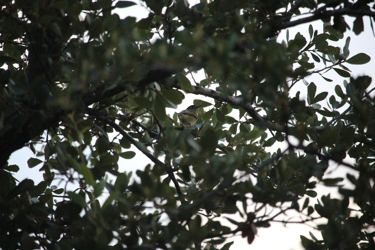 Ruby-crowned Kinglet - ML642528697