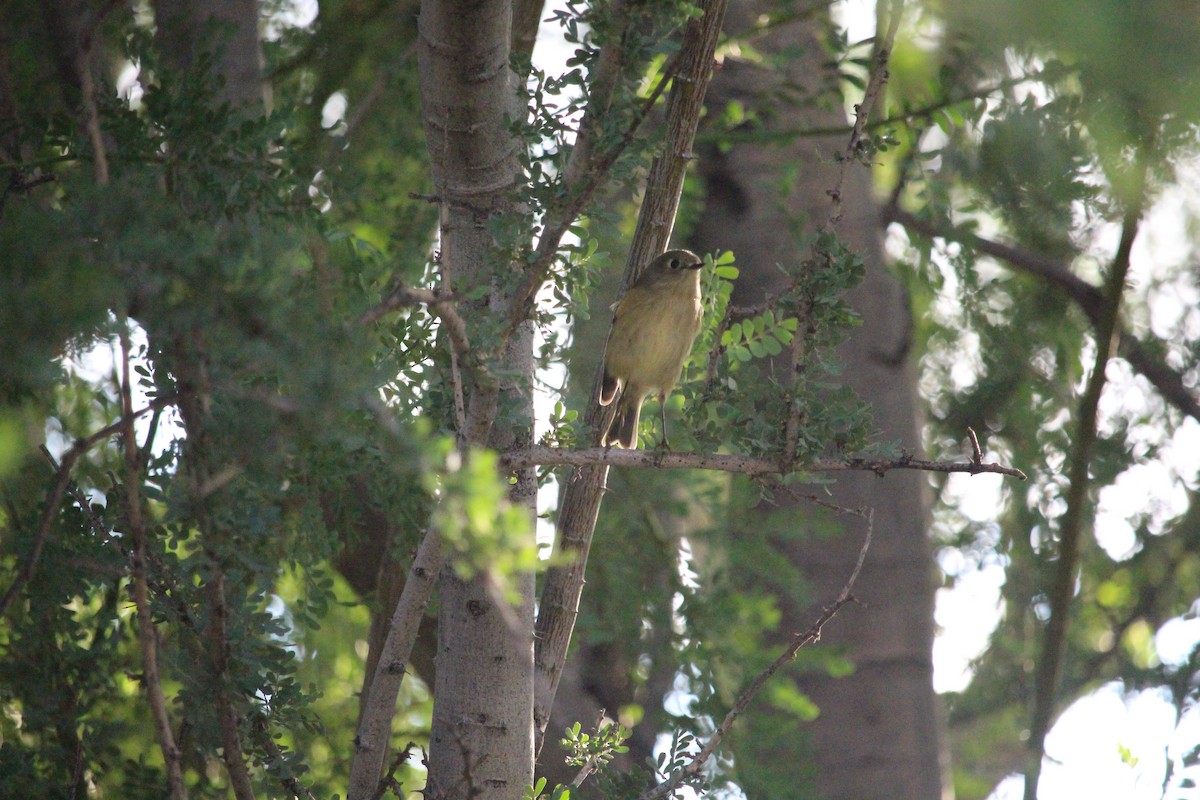 Ruby-crowned Kinglet - ML642528698