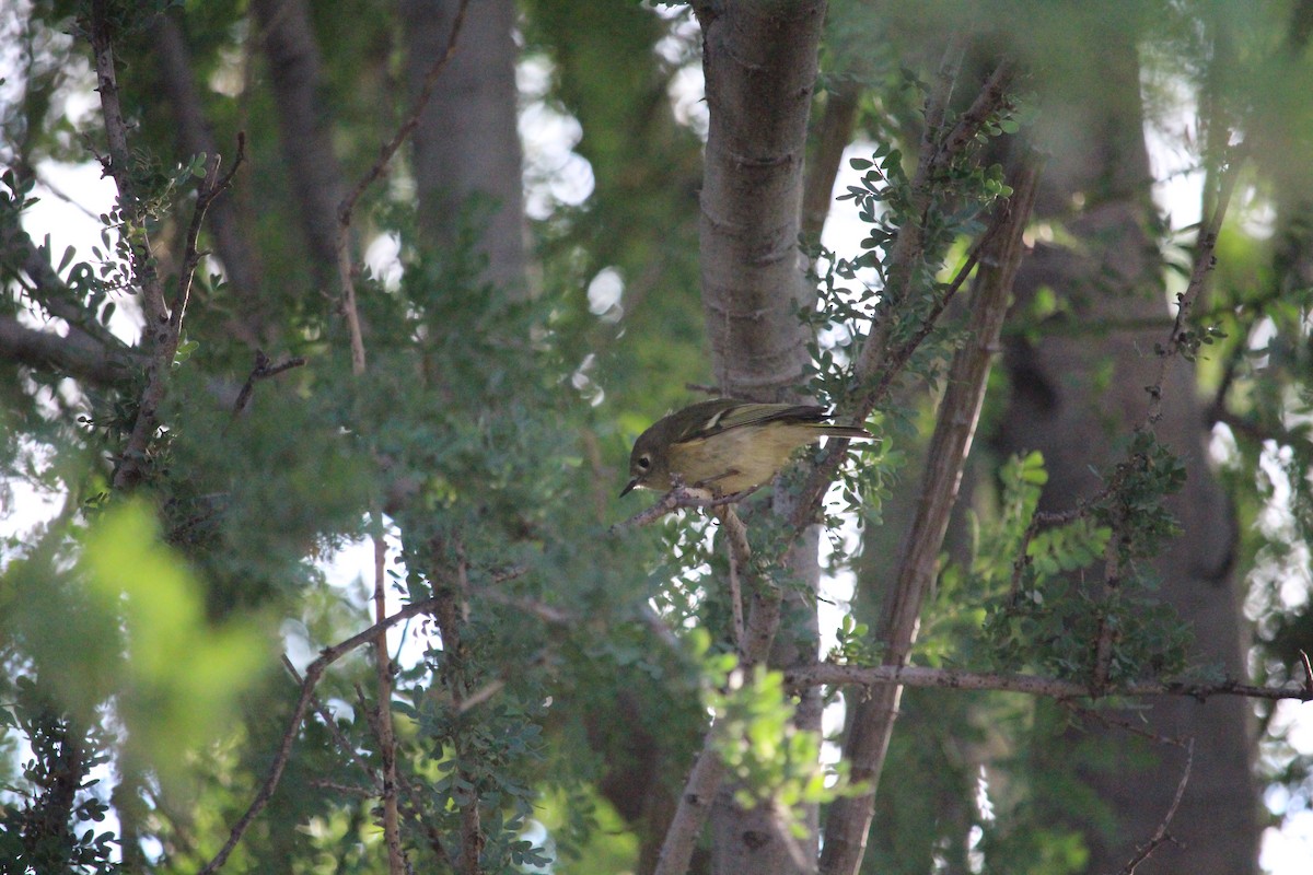Ruby-crowned Kinglet - ML642528699
