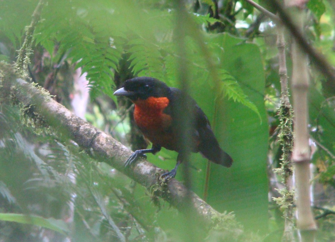 Red-ruffed Fruitcrow - ML642528700