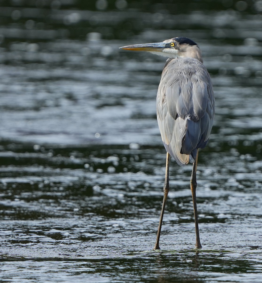 Great Blue Heron - ML642528707